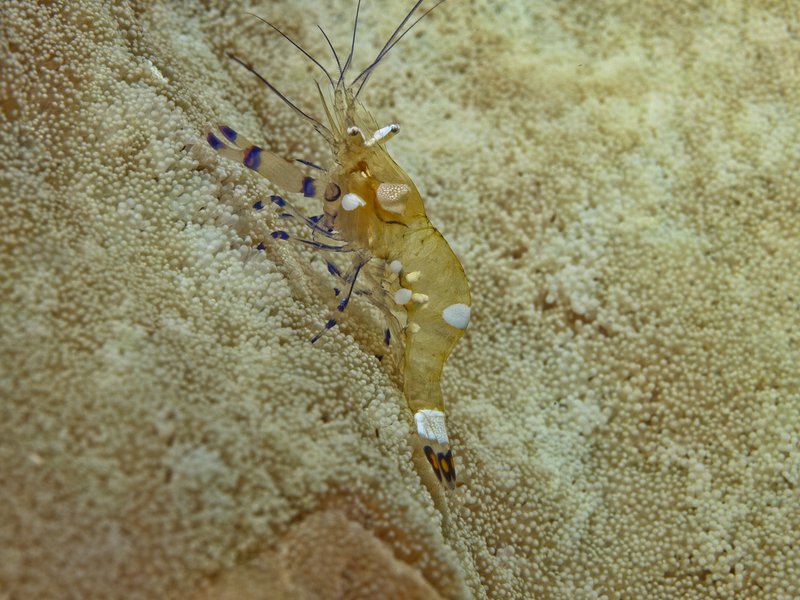 Shrimp, Meno Wall